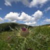 Photo by: Dragan Bosnić